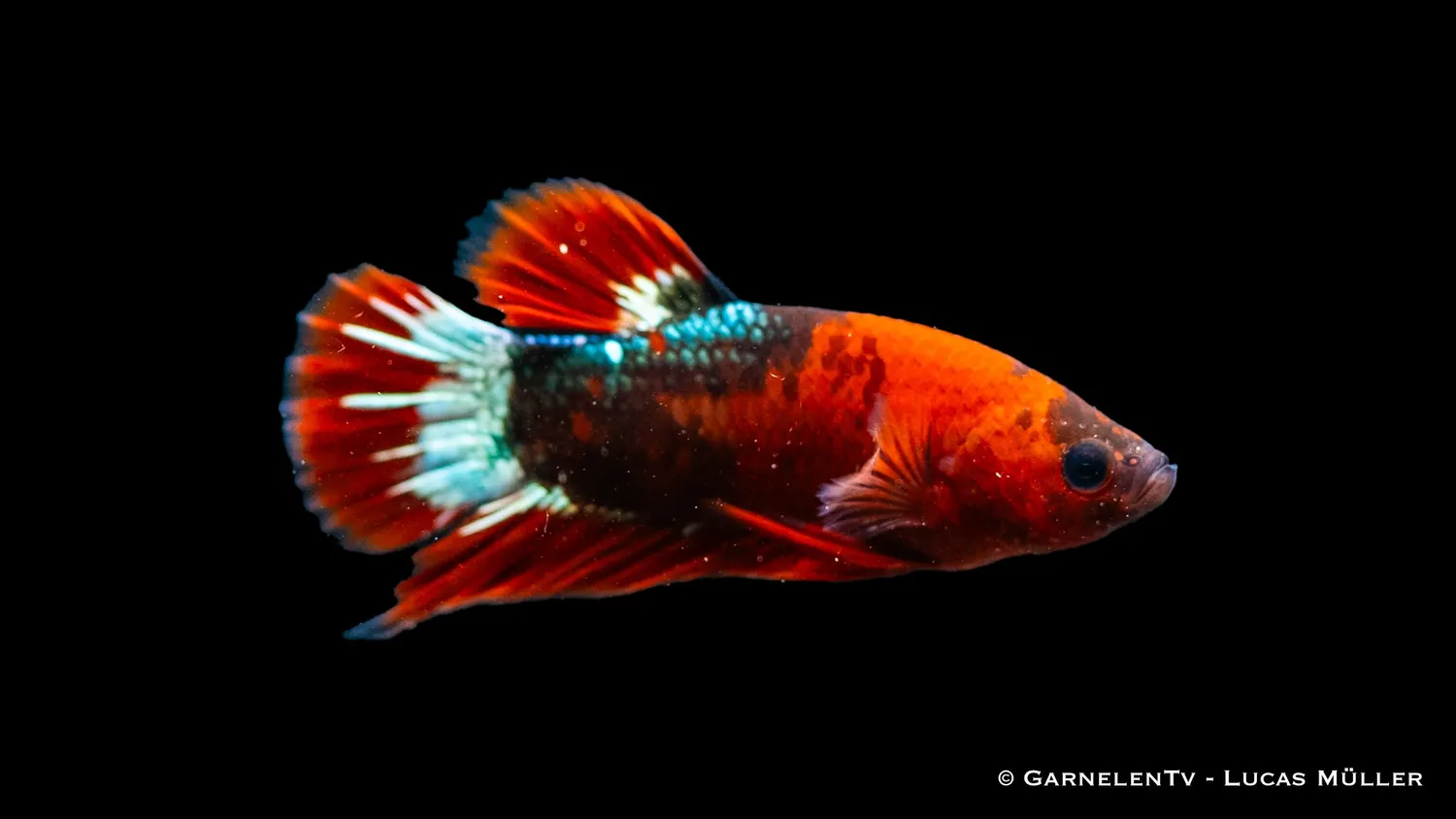 Garnelen TV Plakat Koi Hellboy kampfisk Betta splendens