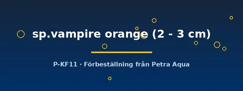 Geosesarma Vampire Orange krabba 2–3 cm