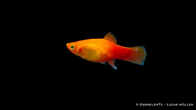 Garnelen TV Platy Marygold akvariefisk 5-7 cm
