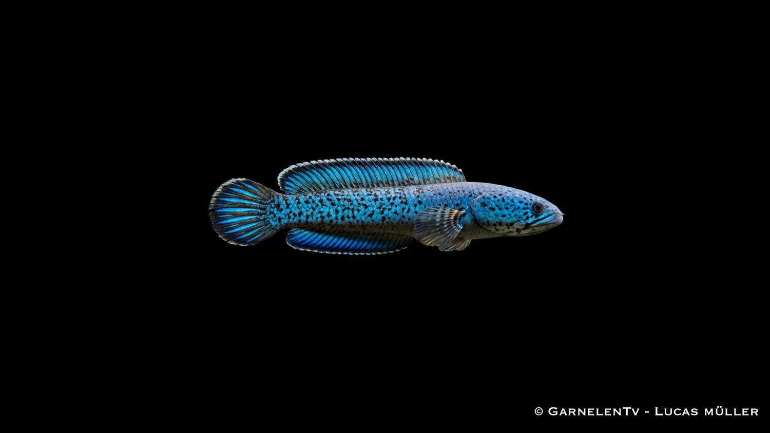 Garnelen TV Channa andrao ormhuvudfisk 5-6 cm blå