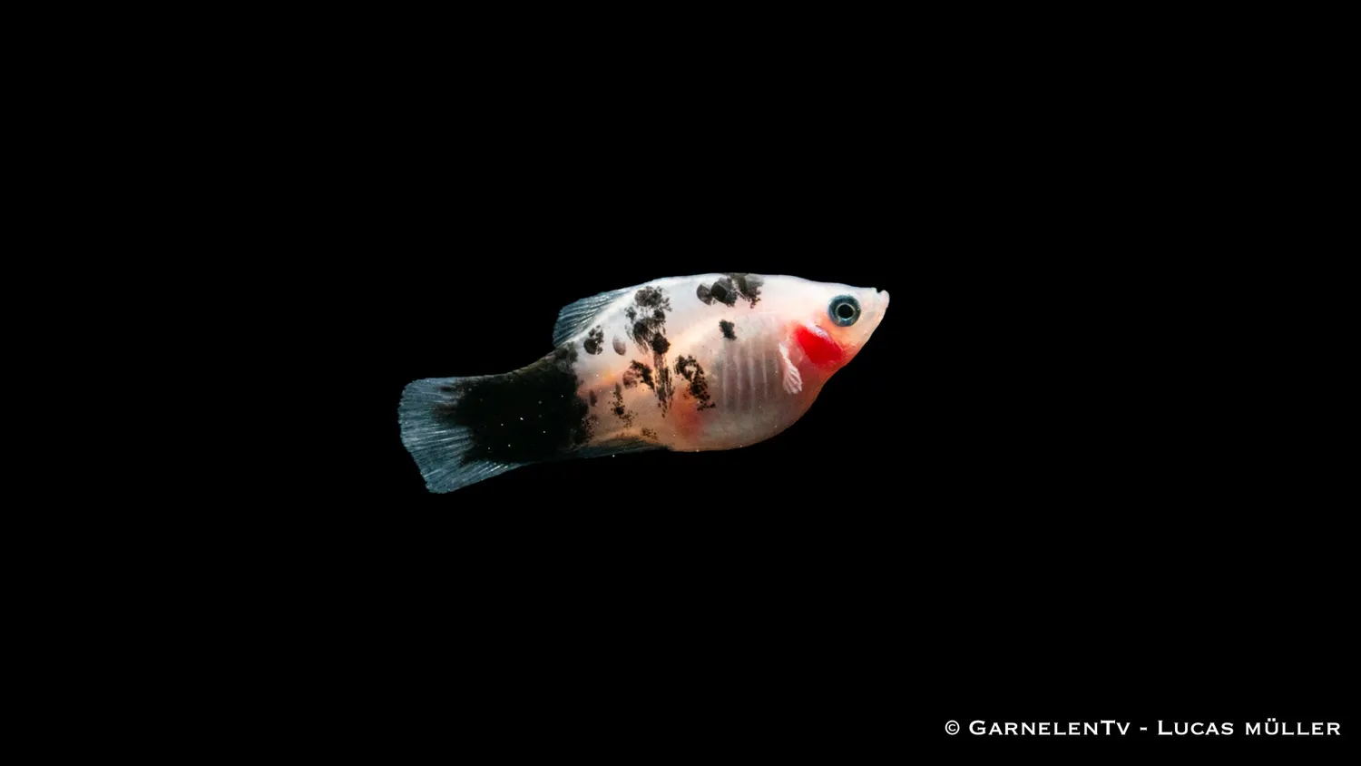Garnelen TV Dalmatiner Xiphophorus maculatus platy