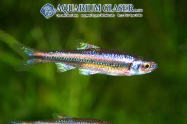 Näsets Ciklidhobby Notropis chrosomus akvariefisk 4–5 cm kallvatten