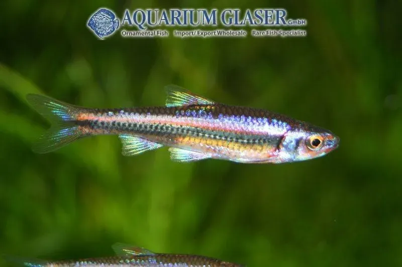 Näsets Ciklidhobby Notropis chrosomus akvariefisk 4–5 cm kallvatten