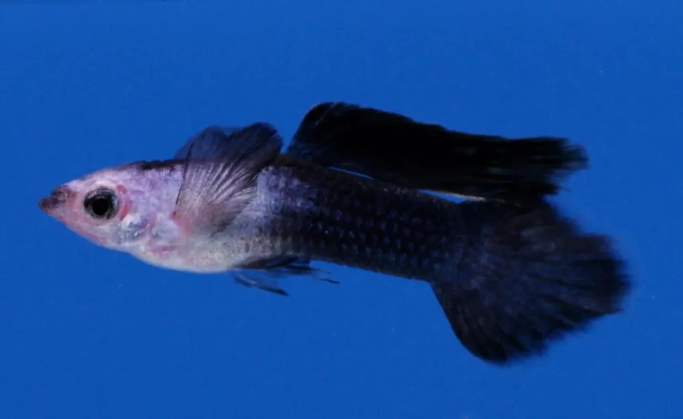 Näsets Poecilia reticulata panda guppy hane 2–3 cm pigg