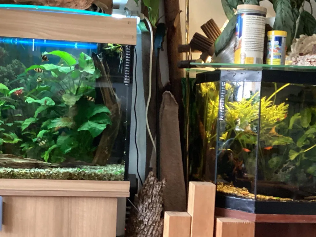 Garnelen TV blodsalmler extra röd stimfisk Hyphessobrycon
