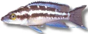 Näsets Ciklidhobby Lamprologus buescheri Katoto ciklid >6,5 cm revir