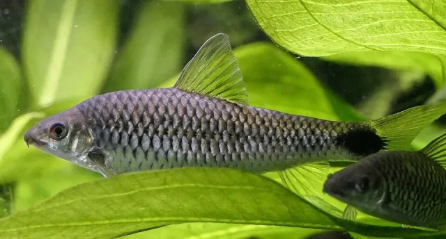 Näsets Ciklidhobby Crossocheilus reticulatus bred akvariefisk 3-4 cm