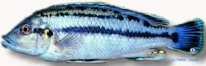 Näsets Ciklidhobby Melanochromis lepidofage malawiciklid 4–5 cm 15-pack