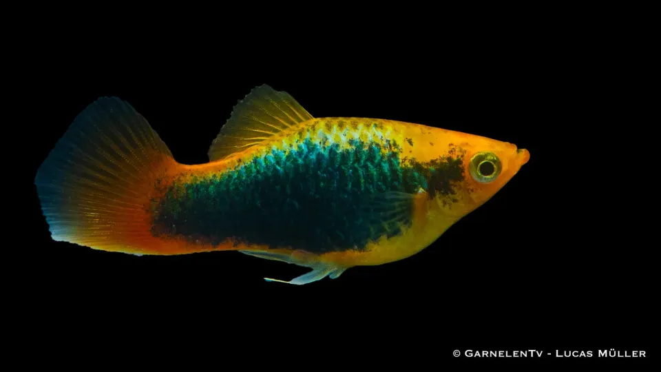 Garnelen TV Hawai papageienplaty platyfisk 5-8 cm