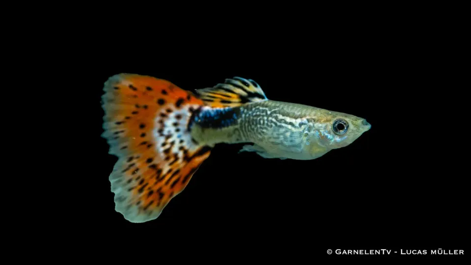 Garnelen TV guppy Snakeskin Röd Poecilia akvariefisk hane