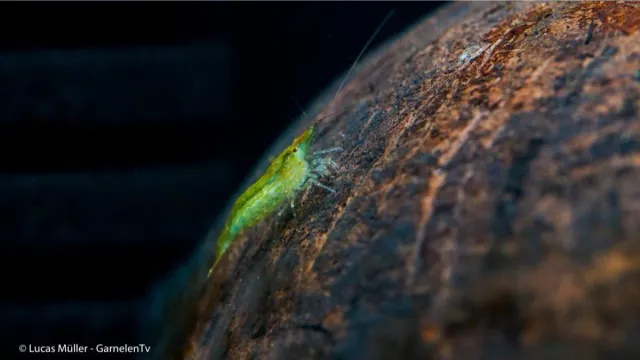 Garnelen TV Green Caridina babaulti dvärgräka grön