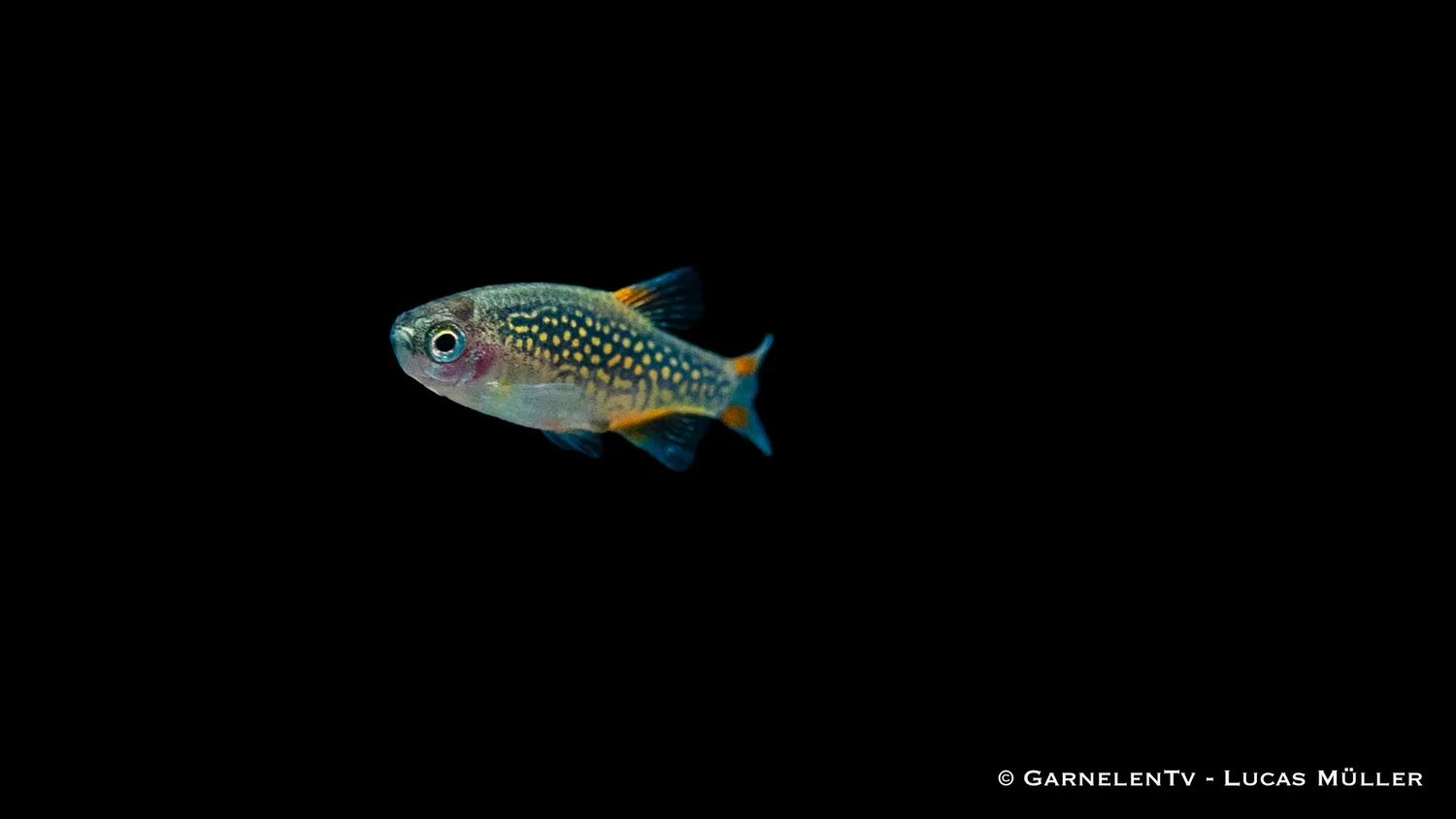 Garnelen TV Perlhuhnbärbling nanofisk Danio margaritatus
