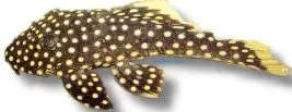 Baryancistrus L177 mal 6–7 cm fläckig