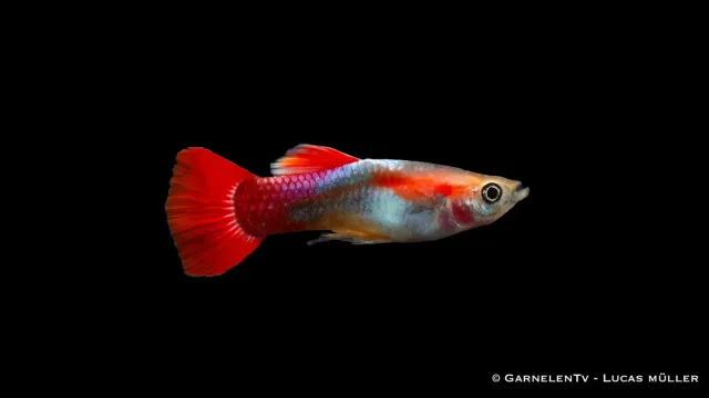 Garnelen TV Guppy Red Blonde Tuxedo hane Poecilia reticulata röd