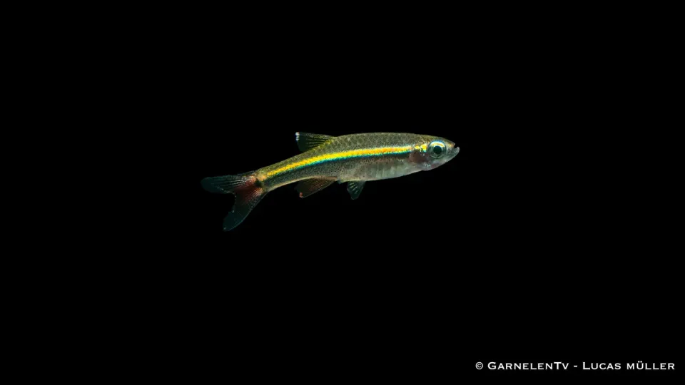 Garnelen TV Tanichthys micagemmae kardinalfisk stimfisk