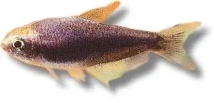 Näsets Ciklidhobby Nematobrycon palmeri black tetra 1,5–2 cm