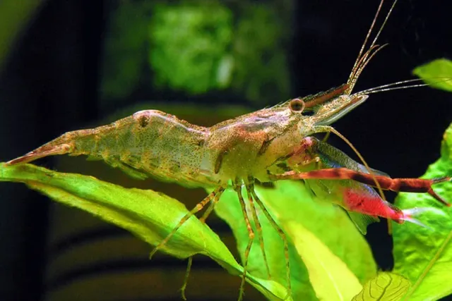 Macrobrachium assamense Red Claw sötvattenräka 5-7,5 cm