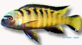Näsets Ciklidhobby Pseudotropheus fuscus ciklid 6-7 cm
