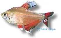 Näsets Ciklidhobby Ornate Tetra white fin 2–2,5 cm