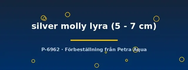 Näsets Silver molly lyra akvariefisk 5–7 cm silver