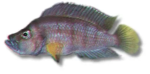 Petra-Aqua Lamprologus sumbu ciklid 3,5–4 cm Tanganyika