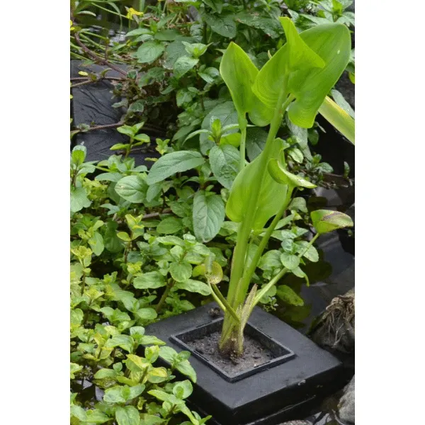 Näsets Ciklidhobby planteringsö flytande kvadratisk 25 cm