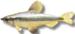 Nannocharax parvus tetra 3,5 cm afrikansk