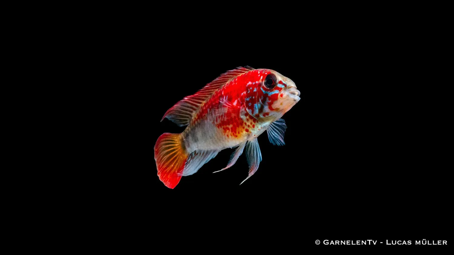 Garnelen TV Apistogramma macmasteri dvärgciklid