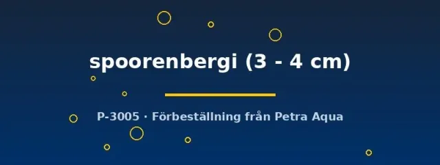 Näsets Ciklidhobby Aphyosemion spoorenbergi killifisk 3–4 cm