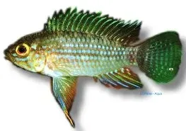 Näsets Ciklidhobby Piau dvärgciklid 3–4 cm Apistogramma