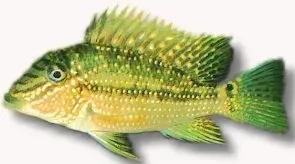 Geophagus jurupari 4–5 cm ciklid jordätare