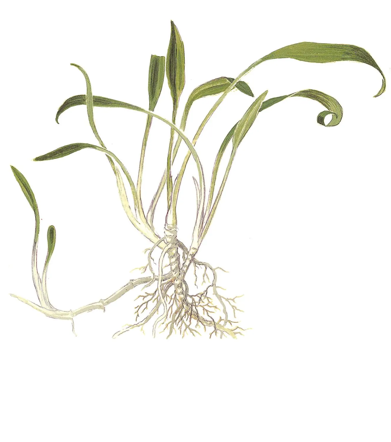 Akvarievalvet Cryptocoryne parva akvarieväxt låg