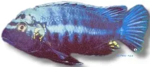Näsets Ciklidhobby Melanochromis brevis mbuna ciklid 6–7 cm