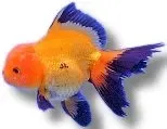Näsets Ciklidhobby oranda red black guldfisk 7–8 cm slöja