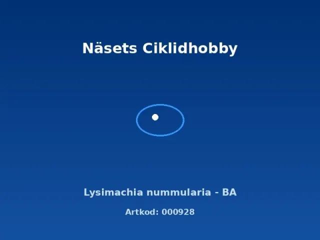 Näsets Ciklidhobby Lysimachia nummularia BA akvarieväxt