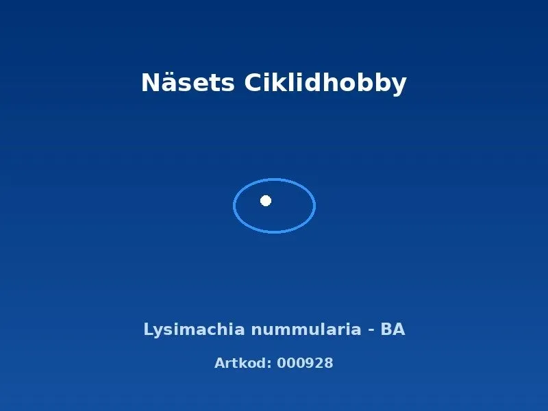 Näsets Ciklidhobby Lysimachia nummularia BA akvarieväxt