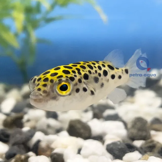 Näsets Ciklidhobby Tetraodon Nigroviridis blåsfisk 4–5 cm