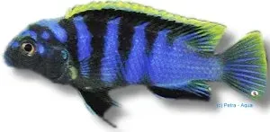Näsets Ciklidhobby Labidochromis sp. mbamba ciklid 3–4 cm