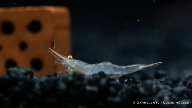 Garnelen TV Röd noshörningsräka Caridina gracilirostris akvarieräka