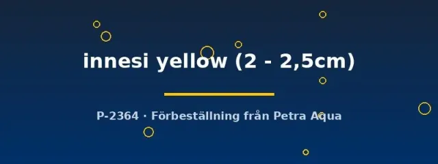 Näsets Ciklidhobby Paracheirodon innesi yellow tetra 2–2,5 cm stimfisk