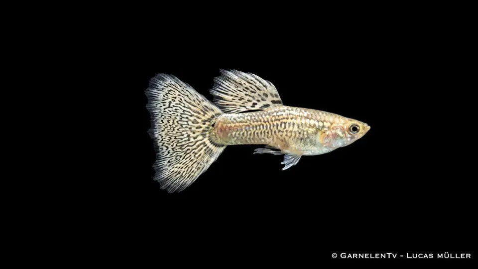Guppy ivory cobra hane akvariefisk Poecilia medium