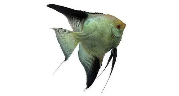 Näsets Ciklidhobby Bulgarian Lilac skalare 4 cm lila