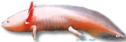Näsets Ciklidhobby Axolotl mix akvariedjur 5–7 cm