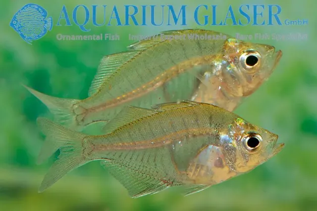 Näsets Ciklidhobby Parambassis siamensis glasfisk lg stimfisk