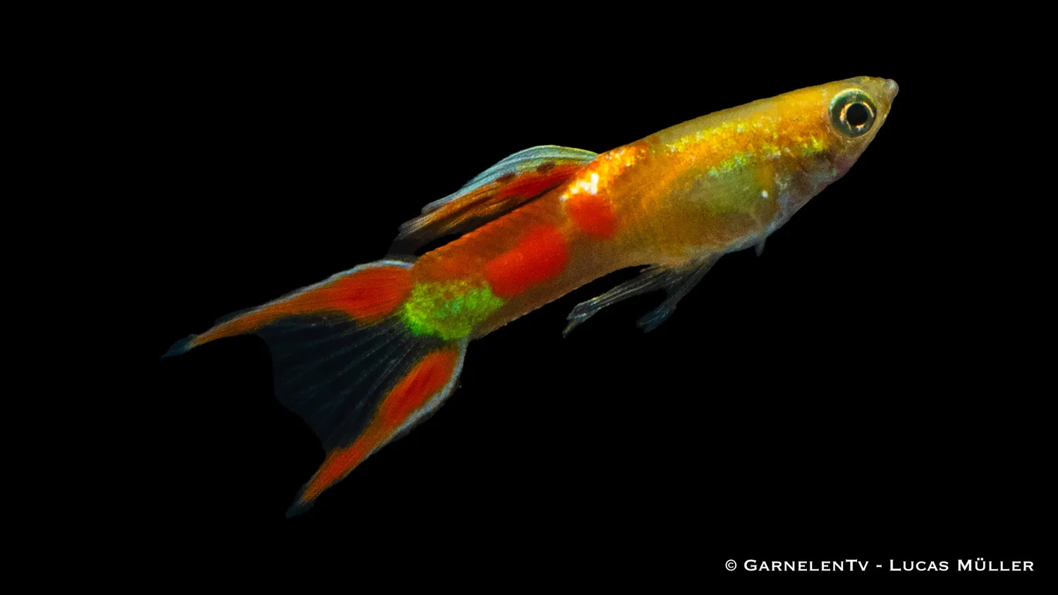 Garnelen TV Gold Calico endlers guppyhane akvariefisk guld
