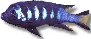 Näsets Ciklidhobby Pseudotropheus elongatus chewere 4-5 cm