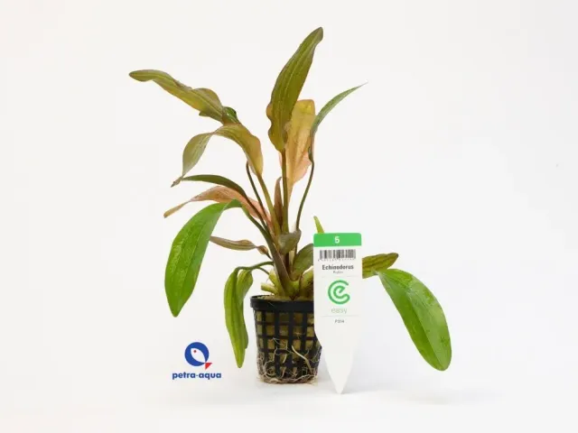Näsets Ciklidhobby Echinodorus Rubin akvarieväxt Easy5 röd