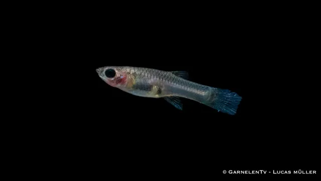 Garnelen TV Endler Black Flame hona akvariefisk Poecilia wingei