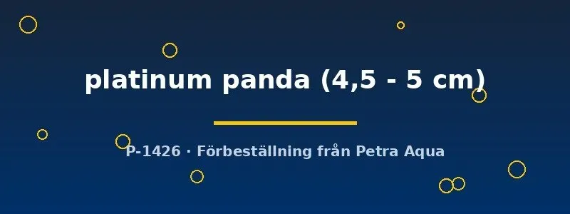 Näsets Ciklidhobby Platinum Panda skalare 4,5–5 cm