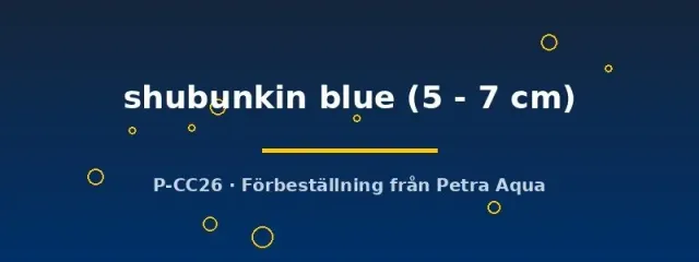 Näsets Ciklidhobby Shubunkin blue 5–7 cm dammfisk